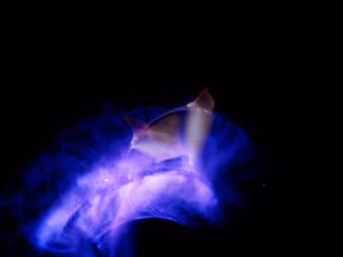 Item #45731211464929816441170859700976373292149702980452148839612469101840702636033 Media