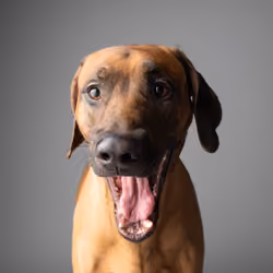 Rhodesian Ridgeback #DA115