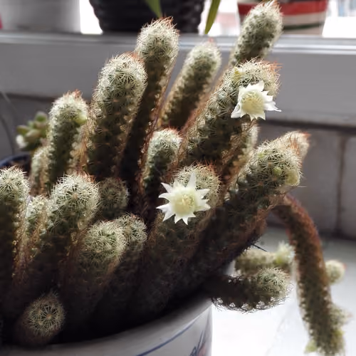 Two little white flowers