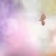 Painterly Macro