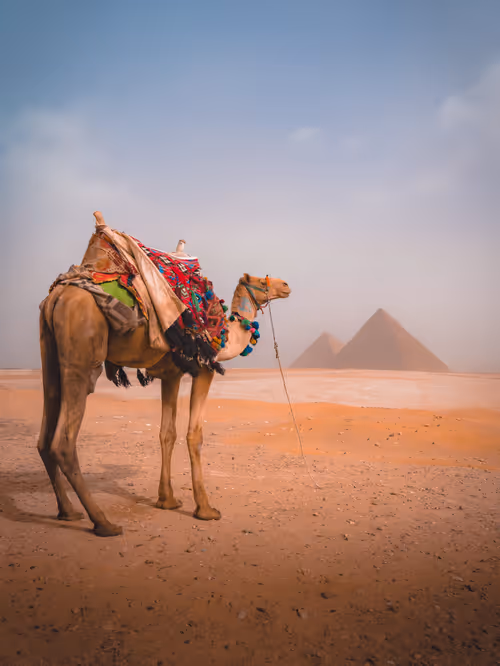 Item #83756445359116330923014153310908054300453681786561480650480241497378610216961 Media