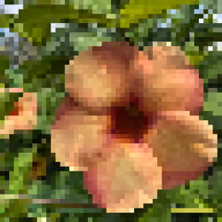 Golden Trumpet #005