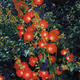 Secret Garden <3