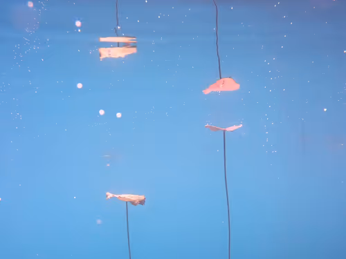 Item #115430421716330114127925714386191036467996783471008022249532804623218094637057 Media