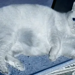 CAT in Negative