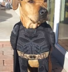 Batdog