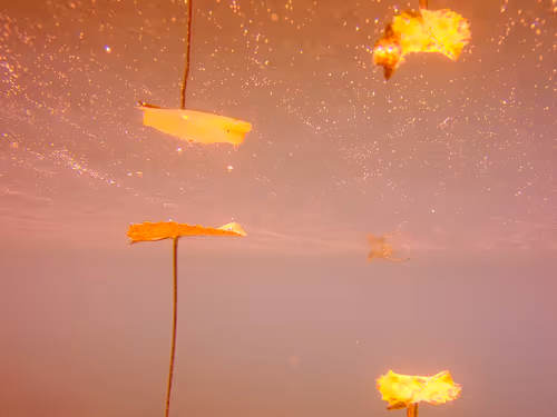 Item #115430421716330114127925714386191036467996783471008022249532804590232745803777 Media