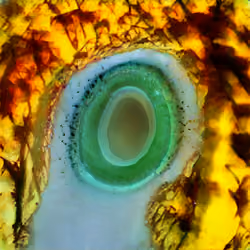 Eye Couture #0048