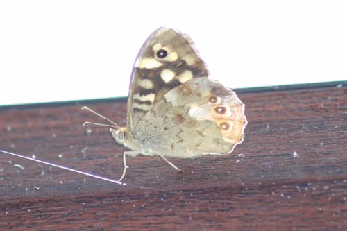 Item #51124555051901614330264480006545612592022390906904121289505624542617515589633 Media