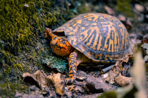 Item #82322208500116421993130884842979431008416159305028645188187704724044875038721 Media