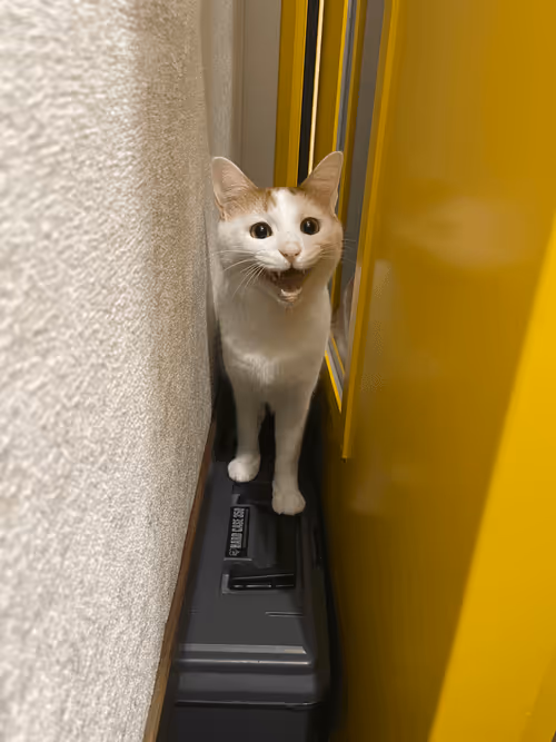 Item #57432309319676179700798702069366385585354272226932054472084541806694962823169 Media