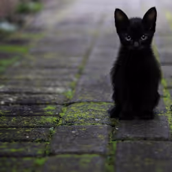 Cat Rules #9