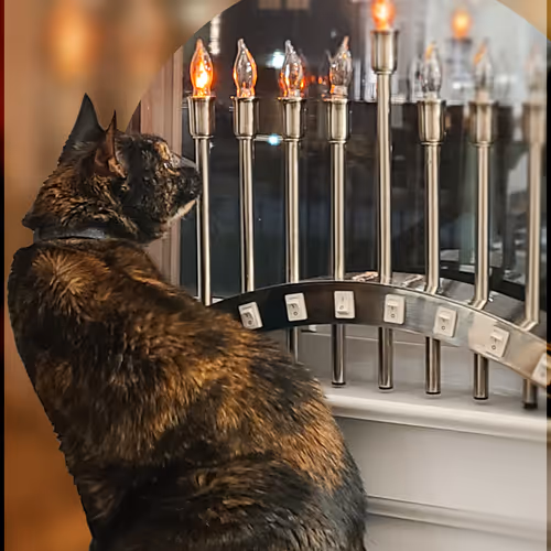 Angie The Cat