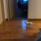 8665727759412748155226687366651350766252383331957132606779190335494066012161