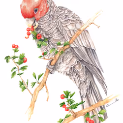 Gang-gang Cockatoo