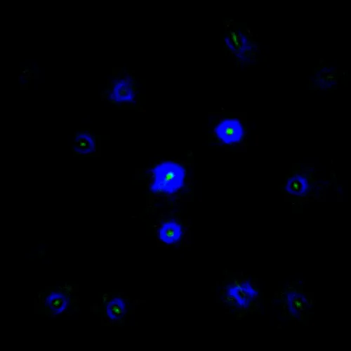 51929734946411346289540790635765095060363125039145709683616697195840124485633