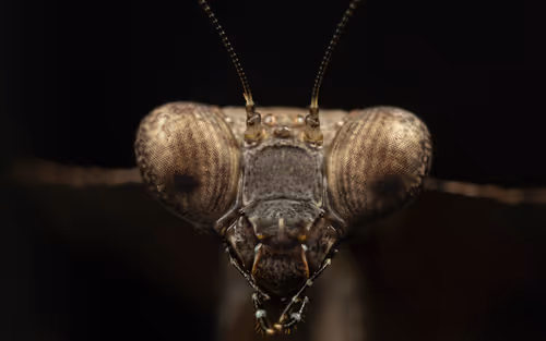 Item #11893448461842202167923125391346137616384292588036434545660885348439075848193 Media