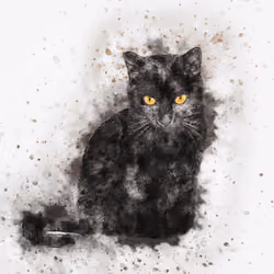 Cat Wisdom
