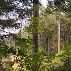 Nature Panorama #47