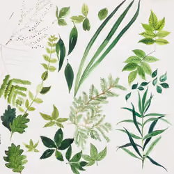 PLANTS