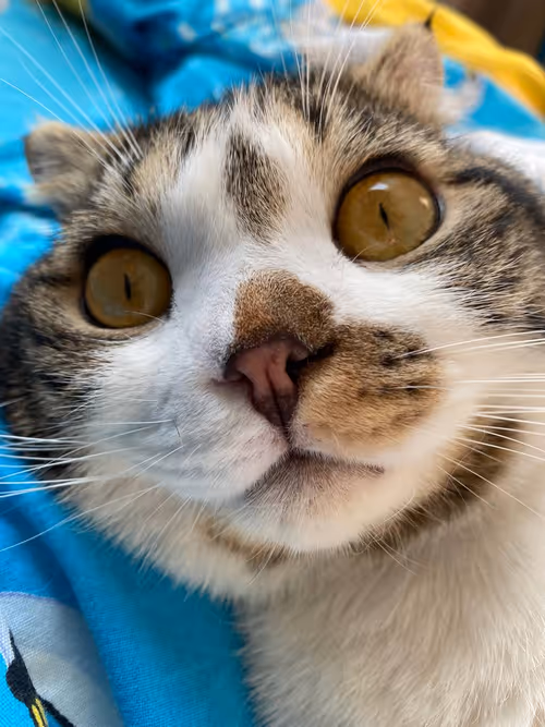 Item #51714780314179032241787952776522636894904578774096726712782613646048346767361 Media