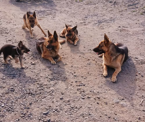 Item #52032811124595536608692560092544597616951293983149093214024233357719088660481 Media