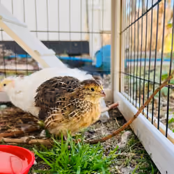 Wyld Moon Farm - Quail 4