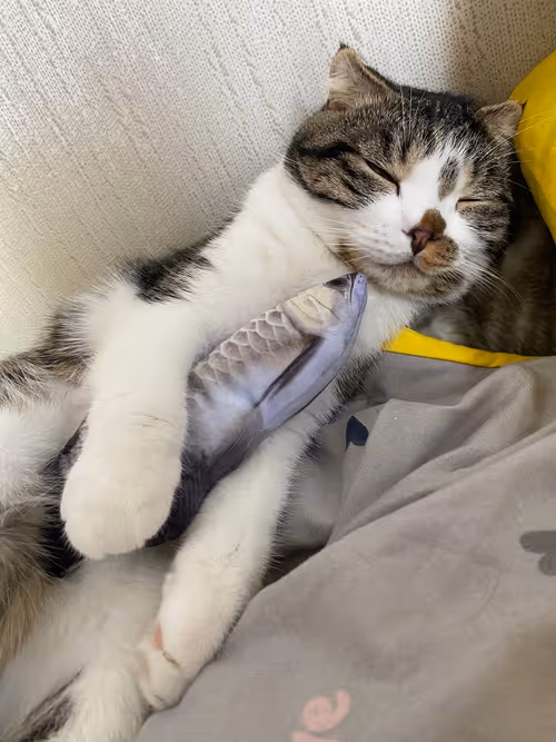 Item #51714780314179032241787952776522636894904578774096726712782613630655183978497 Media