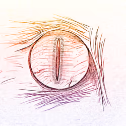 The Sunset Eye