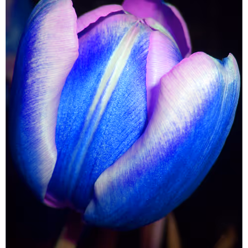 Mytulips