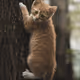 Catdrops