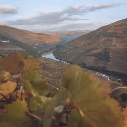 Autumn Douro Valley Grape Vines