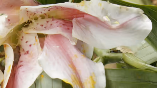 Item #40692806544472458759699307729565979606981443447585886335274303284388552507393 Media