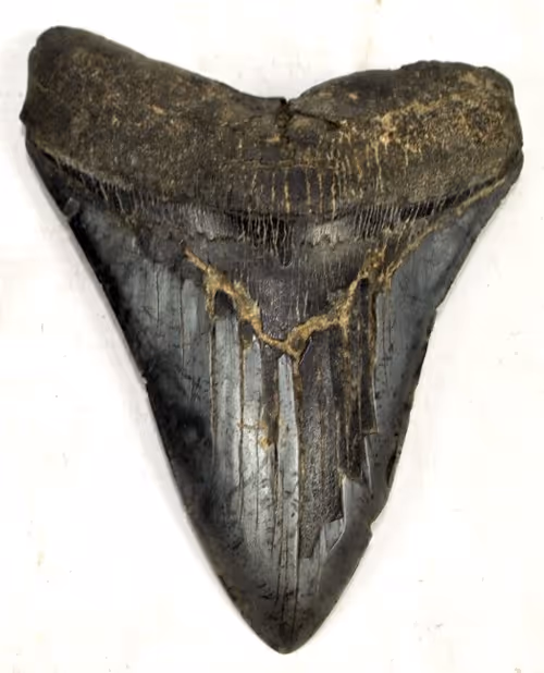 Item #60547344852943826170402818985909515684818962906993571023500069742389992882177 Media