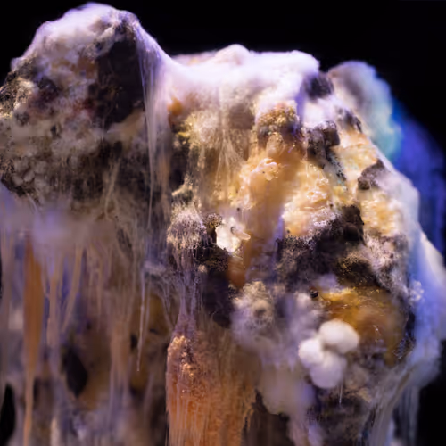 Earthfungal
