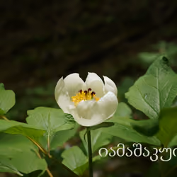 Yamashakuyaku quietly blooming deep in the mountains