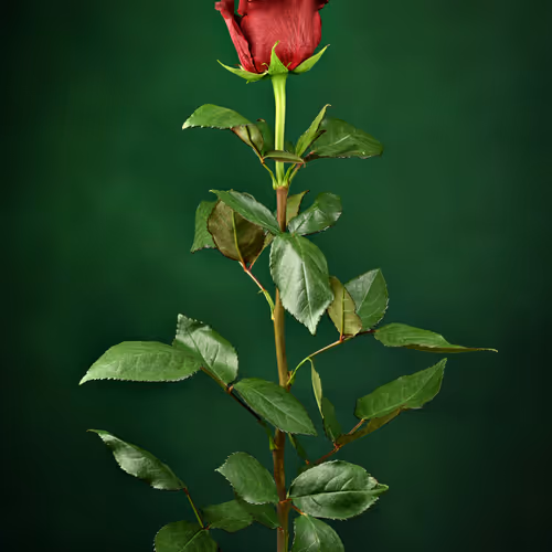 Enchanting Green Rose.