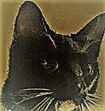 Tilly_3