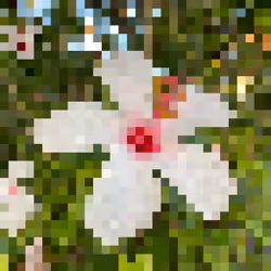 White Hibiscus #003