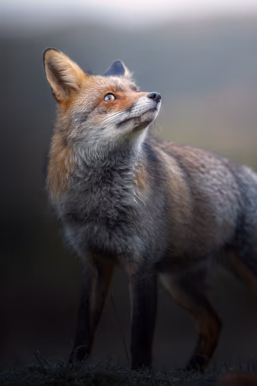 Item #74947066243849206940937931845492421282407977522900211027354211437701899485185 Media