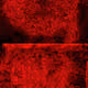 58177958581137707697546261286194672631304261778421341143533519598562043756545