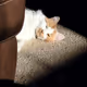 A cat named Oliver