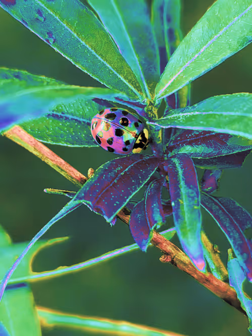 Item #110989330100556245645671416955261820038772575588316729466901671014241583235073 Media