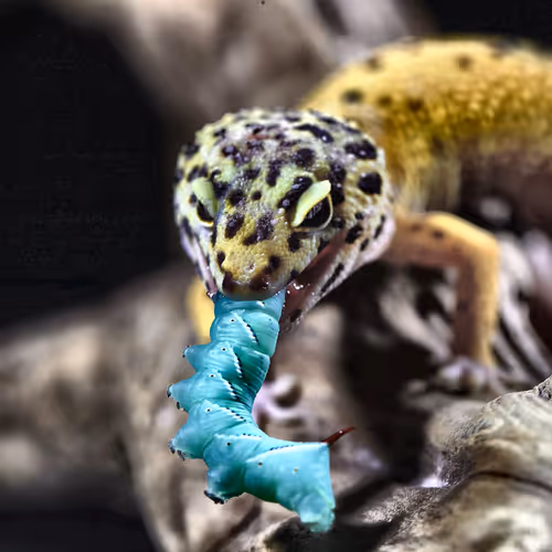 Cool Geckos