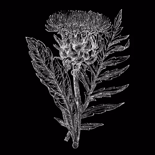 Flor de Alcachofa