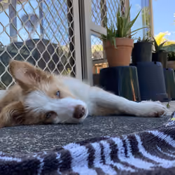 Lacey flat-out siesta