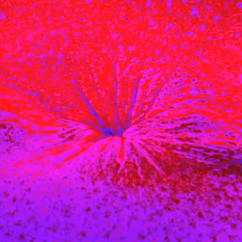 Item #38748192286267356930689689992324455160612969586483070519053316969908286783489 Media