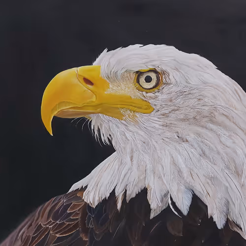 56770119816642739473342556339518433199296907130769447430510033549918241554433