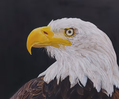 Item #56770119816642739473342556339518433199296907130769447430510033549918241554433 Media