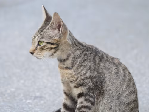 Item #55455677318123595031509472603724202920888355633279889545160944712816963616769 Media